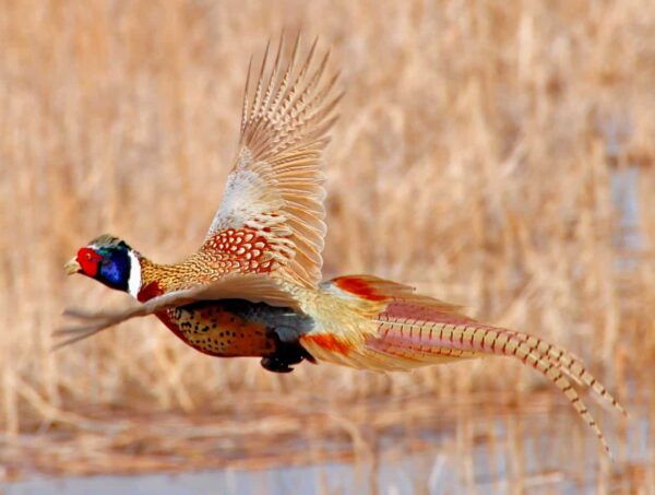 fotografia naturalistica