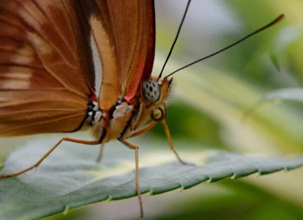 fotografia macro