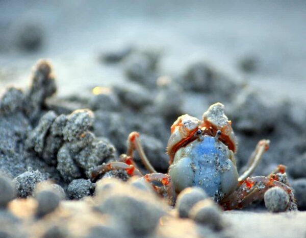 fotografia naturalistica marina