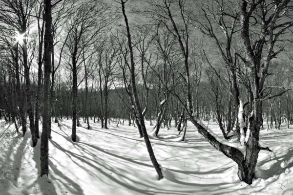 fotografare le foreste