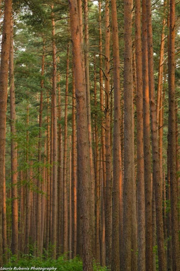 fotografare le foreste