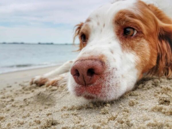 Come fotografare gli animali domestici