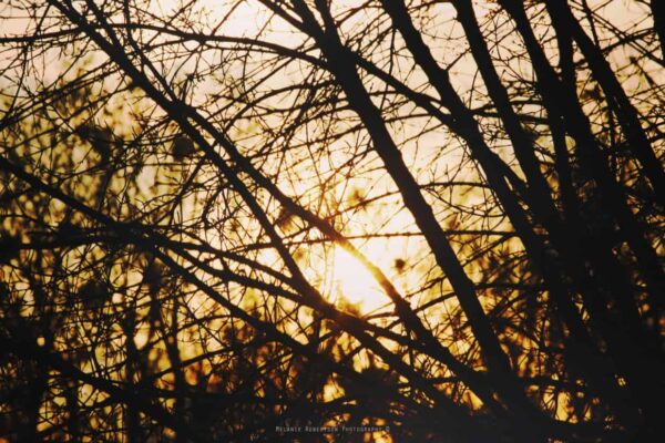 luce ambientale | Comprendere la luce Come usare i differenti tipi di luce in fotografia