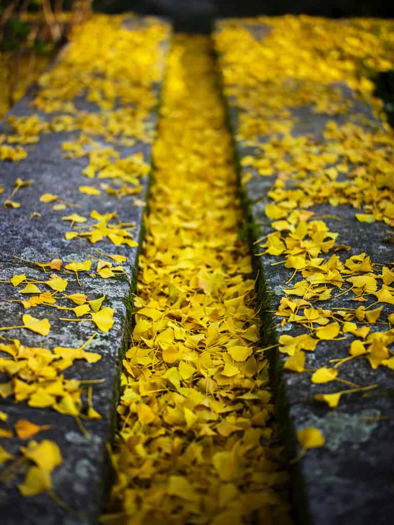by Leon F. Cabeiro autumn photo