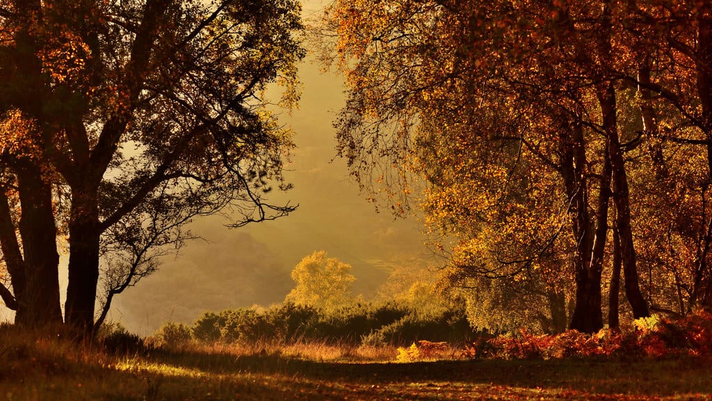 The Golden Hour by tsbl2000 autumn photo