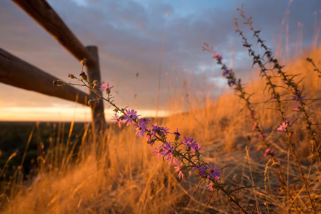 Weeds at Camel's Back by spudalicious1969 autumn photo