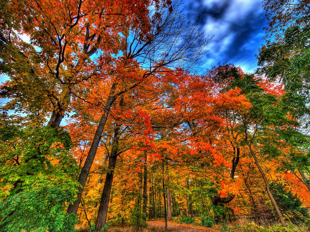 autumn falls... by paul bica autumn photo
