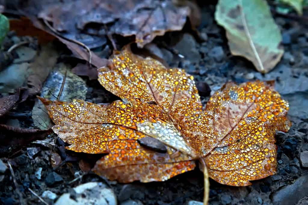 Golden Leaf by Strocchi autumn photo