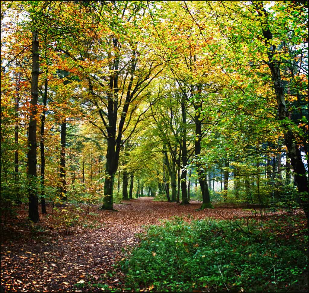 Autumn Glory by Bert Kaufmann autumn photo
