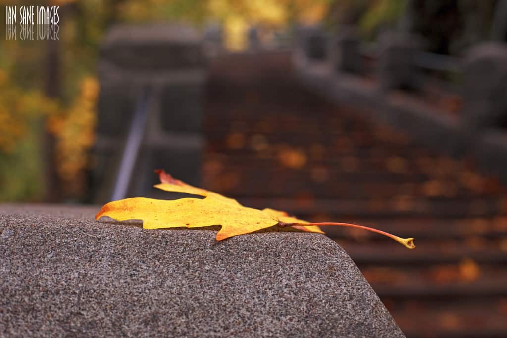 Hanging On by Ian Sane autumn photo