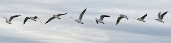 catturare il movimento