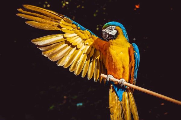 fotografia naturalistica
