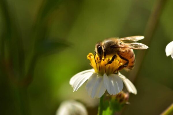 Suggerimenti per la fotografia degli insetti