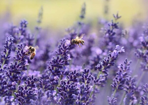 Suggerimenti per la fotografia degli insetti