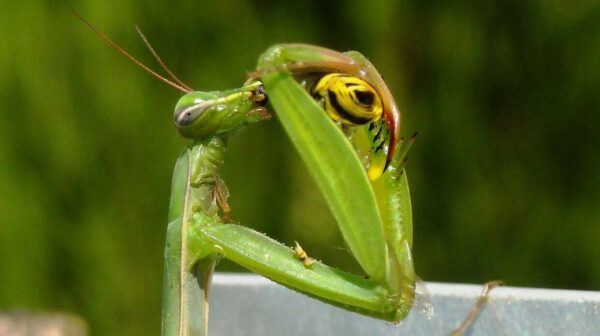 suggerimenti sulla fotografia di insetti