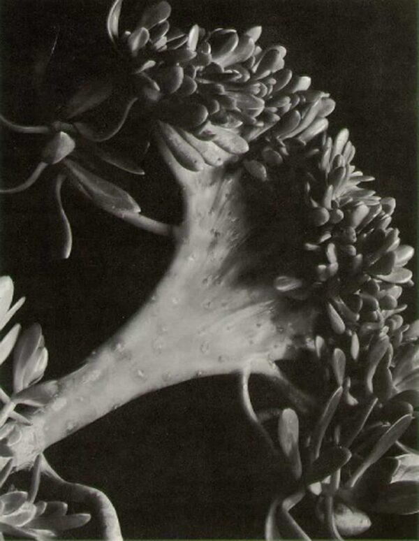 Imogen Cunningham