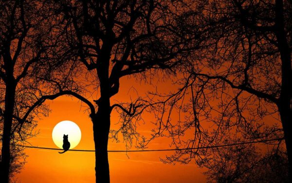 Silhouette