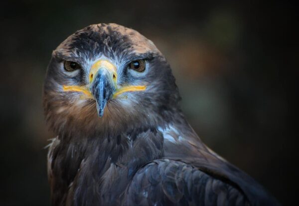 fotografare gli animali