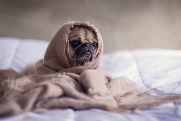come fotografare gli animali