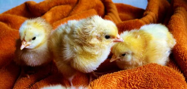fotografare gli animali
