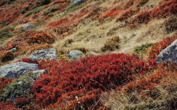 variazione tonale