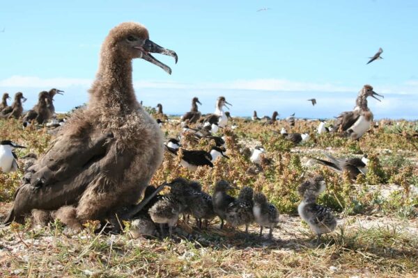 come fotografare gli uccelli