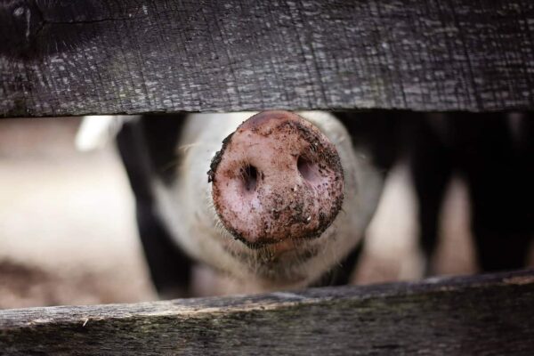 come fotografare gli animali