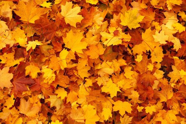 colore