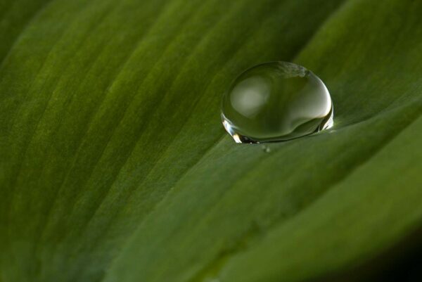 goccia macro
