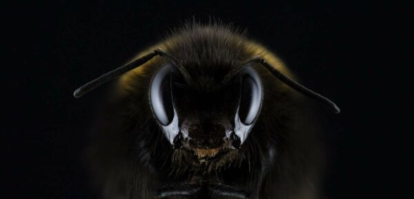 macrofotografia