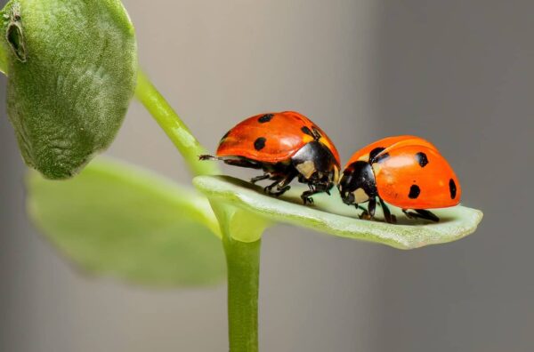 macrofotografia