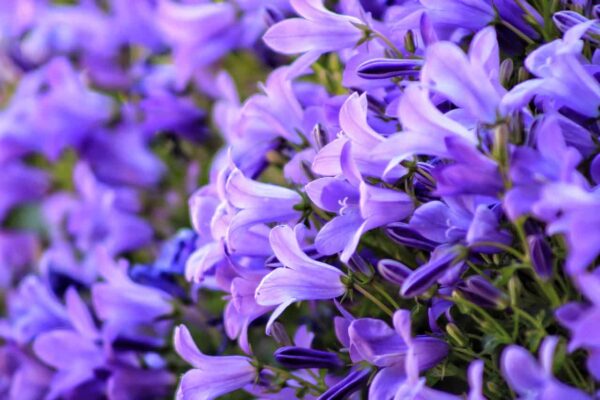 macrofotografia
