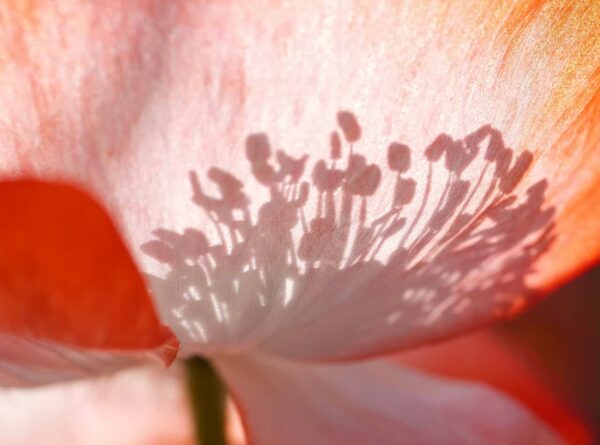 come fotografare le ombre