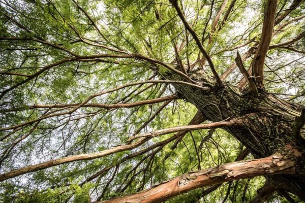alberi dal basso