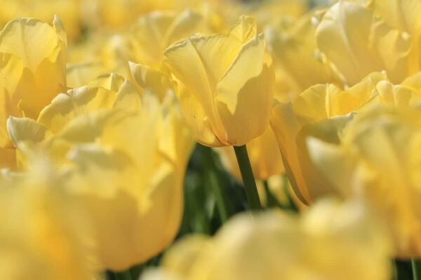 Come fotografare i tulipani