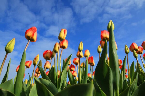 Come fotografare i tulipani