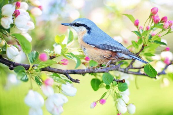 come fotografare gli uccelli