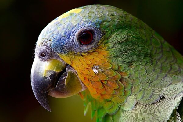 come fotografare gli uccelli