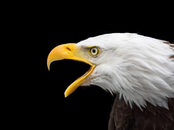 come fotografare gli uccelli