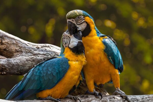 come fotografare gli uccelli