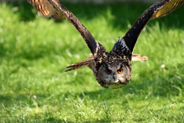 come fotografare gli uccelli