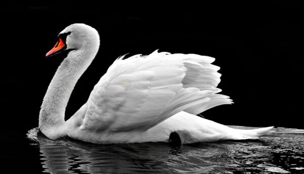 come fotografare gli uccelli
