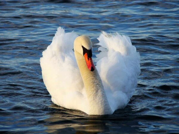 come fotografare gli uccelli