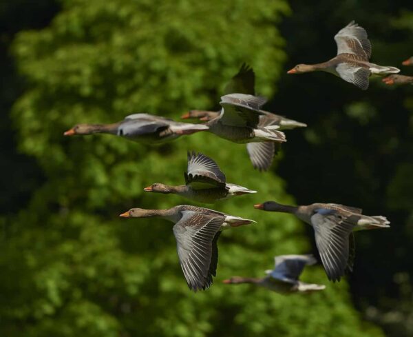 come fotografare gli uccelli