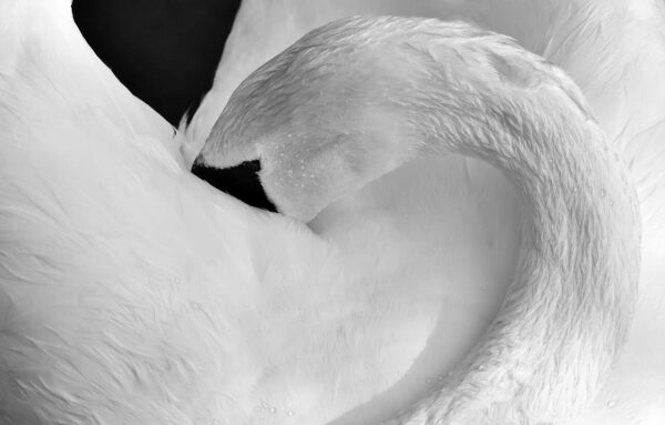 come fotografare gli uccelli