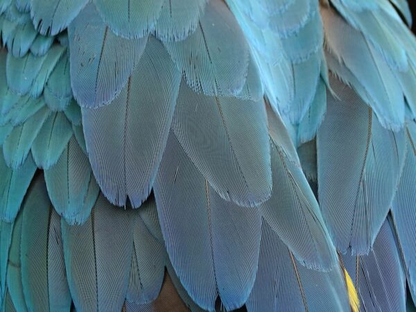 come fotografare gli uccelli