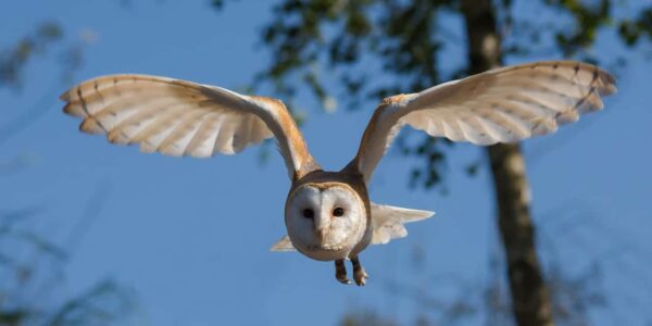 come fotografare gli uccelli