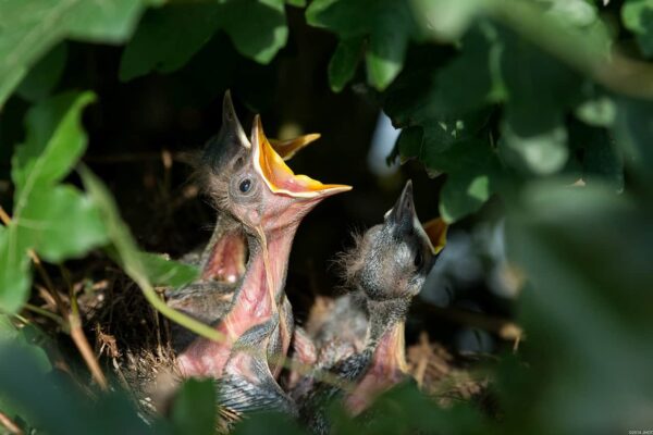 come fotografare gli uccelli