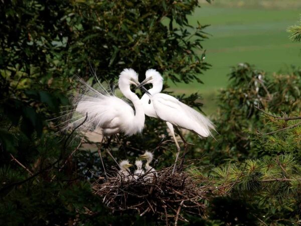 come fotografare gli uccelli