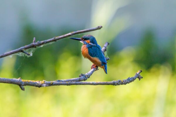 come fotografare gli uccelli